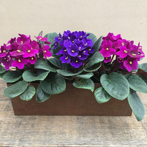 New!!! African Violet Garden New!!! African Violet Garden