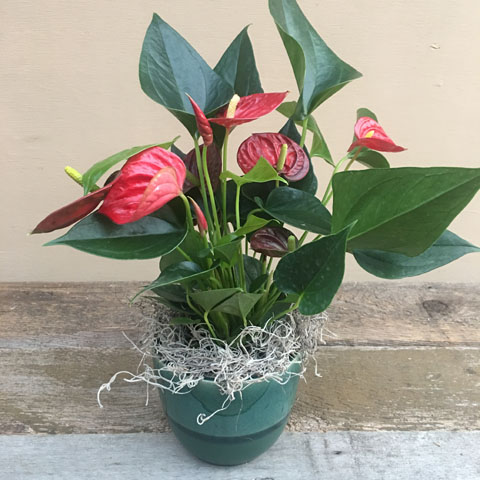New!!! Mini Briza Anthurium New!!! Mini Briza Anthurium