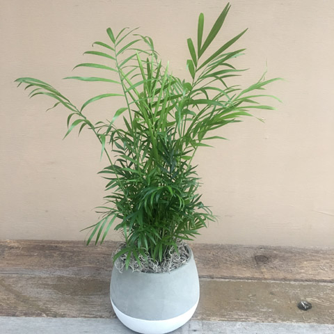 Ash Areca Palm Ash Areca Palm