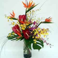 TROPICAL REMEMBRANCE TROPICAL REMEMBRANCE