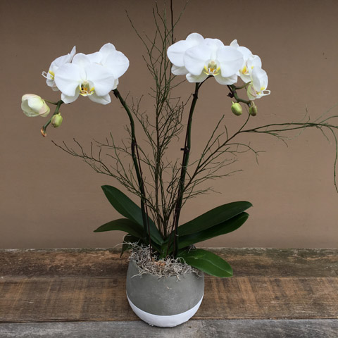 New!!! Ash Double Stem Orchid New!!! Ash Double Stem Orchid