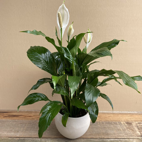(image for) Astrid Peace Lily