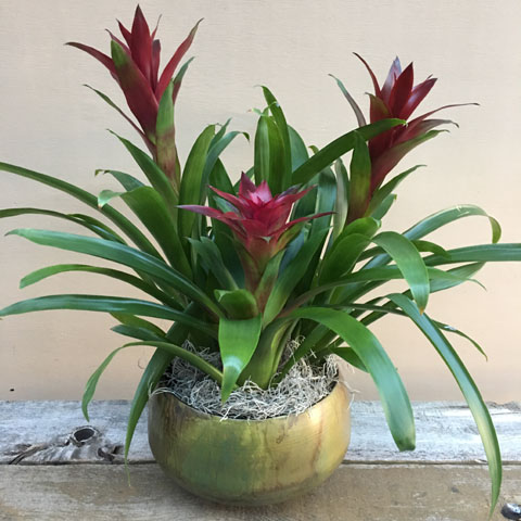 Sosa Red Bromeliad Garden Sosa Red Bromeliad Garden