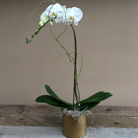 New!!! Bryant Phalaenopsis Orchid New!!! Bryant Phalaenopsis Orchid