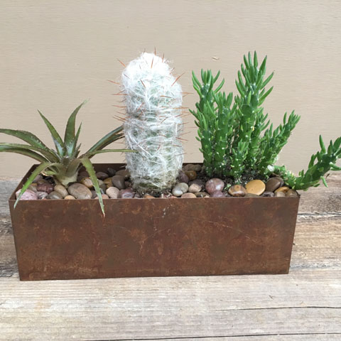 New!!! Galveston Cactus Garden New!!! Galveston Cactus Garden