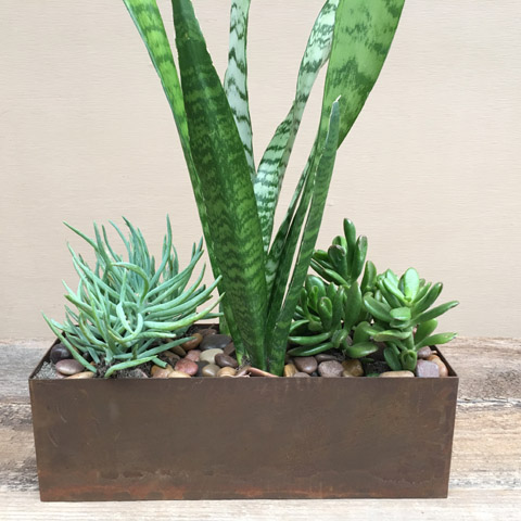 Galveston Succulent Planter Galveston Succulent Planter