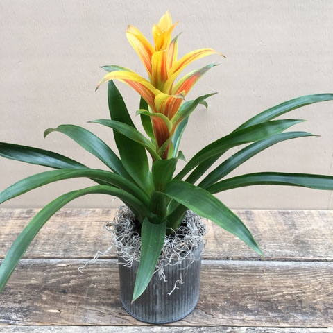 New!!! Guzmania Bromeliad New!!! Guzmania Bromeliad