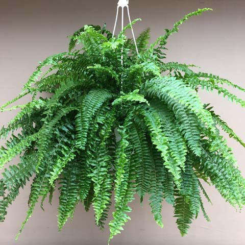 New!!! Hanging Boston Fern New!!! Hanging Boston Fern
