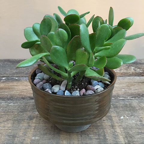 SUCCULENT IN COPPER BOWL SUCCULENT IN COPPER BOWL