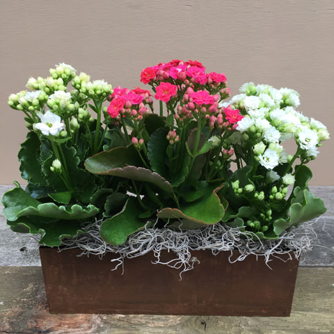 planter un kalanchoe