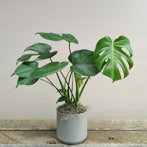 (image for) Kendall Monstera Plant