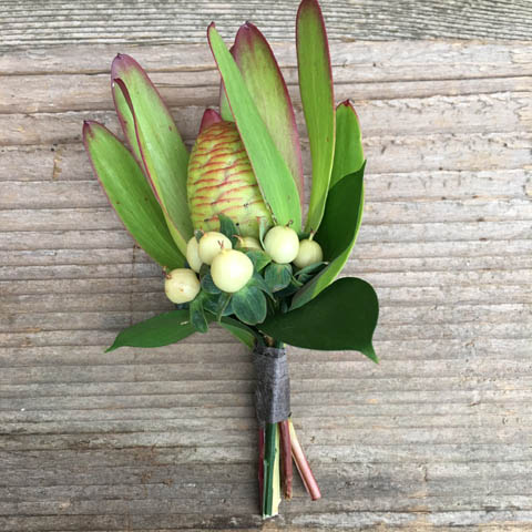 LEUCADENDRON BOUTONNIERE LEUCADENDRON BOUTONNIERE