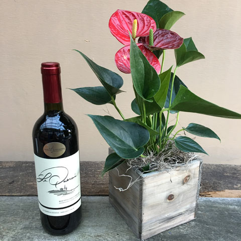 Mini Anthurium and Wine Mini Anthurium and Wine