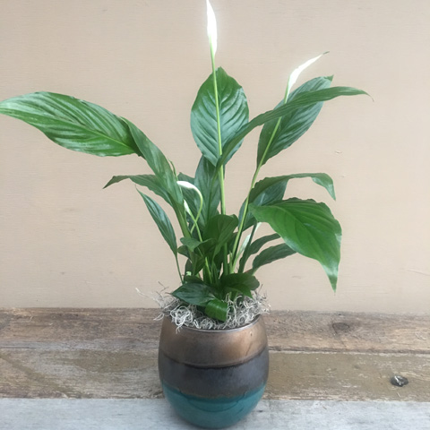 Modani Peace Lily Modani Peace Lily