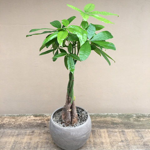 New!!! Moneytree New!!! Moneytree