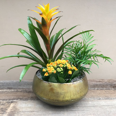 New!!! Bromeliad Planter New!!! Bromeliad Planter