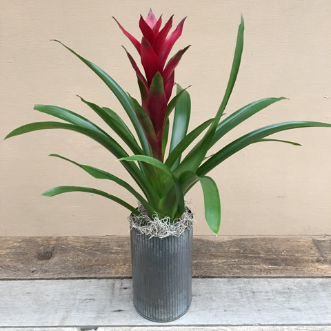 Norah Bromeliad Norah Bromeliad