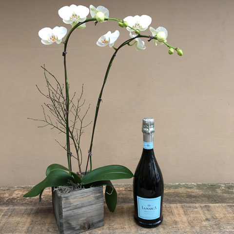 New!!! Orchid and Prosecco New!!! Orchid and Prosecco