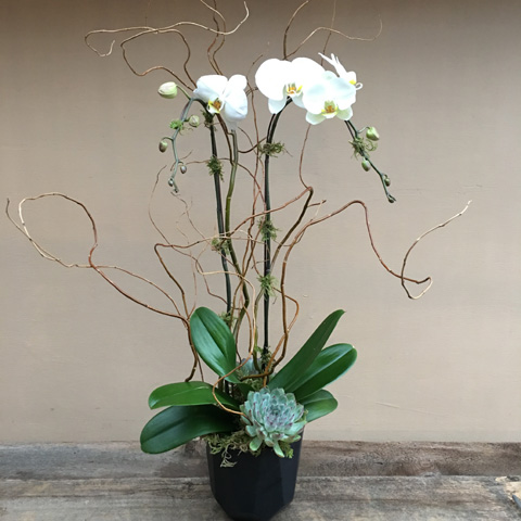 PHALAENOPSIS ORCHID PHALAENOPSIS ORCHID