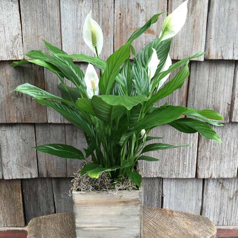 Woodland Peace Lily Woodland Peace Lily