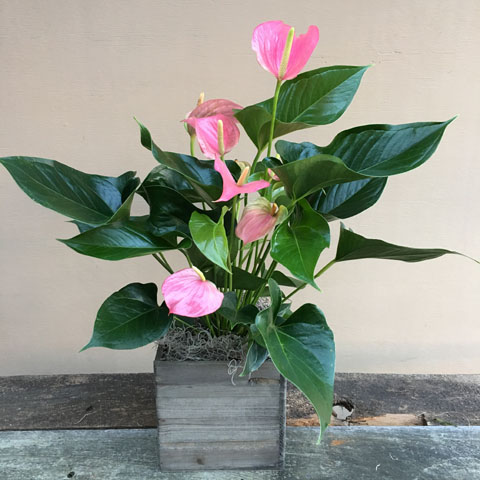 PINK ANTHURIUM PINK ANTHURIUM