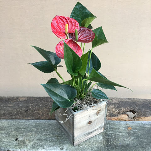 Mini Woodland Anthurium Mini Woodland Anthurium
