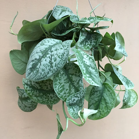 (image for) Hanging Pothos - Click Image to Close