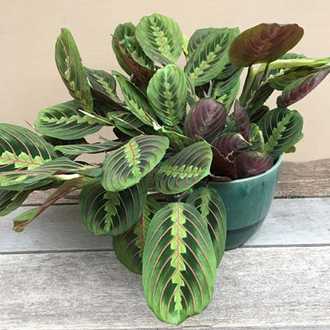 Prayer Plant Prayer Plant