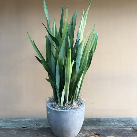 LARGE SANSEVIERIA LARGE SANSEVIERIA