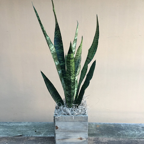 MEDIUM SANSEVIERIA MEDIUM SANSEVIERIA