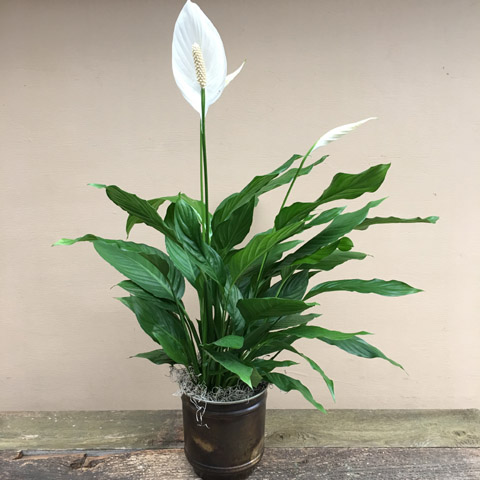 New!!! Voyage Peace Lily New!!! Voyage Peace Lily