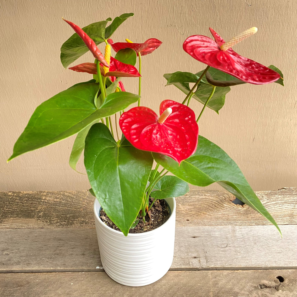 (image for) Kendall Anthurium