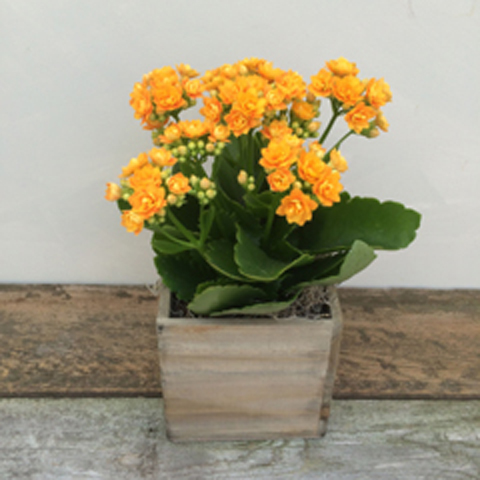 Woodland Kalanchoe Woodland Kalanchoe