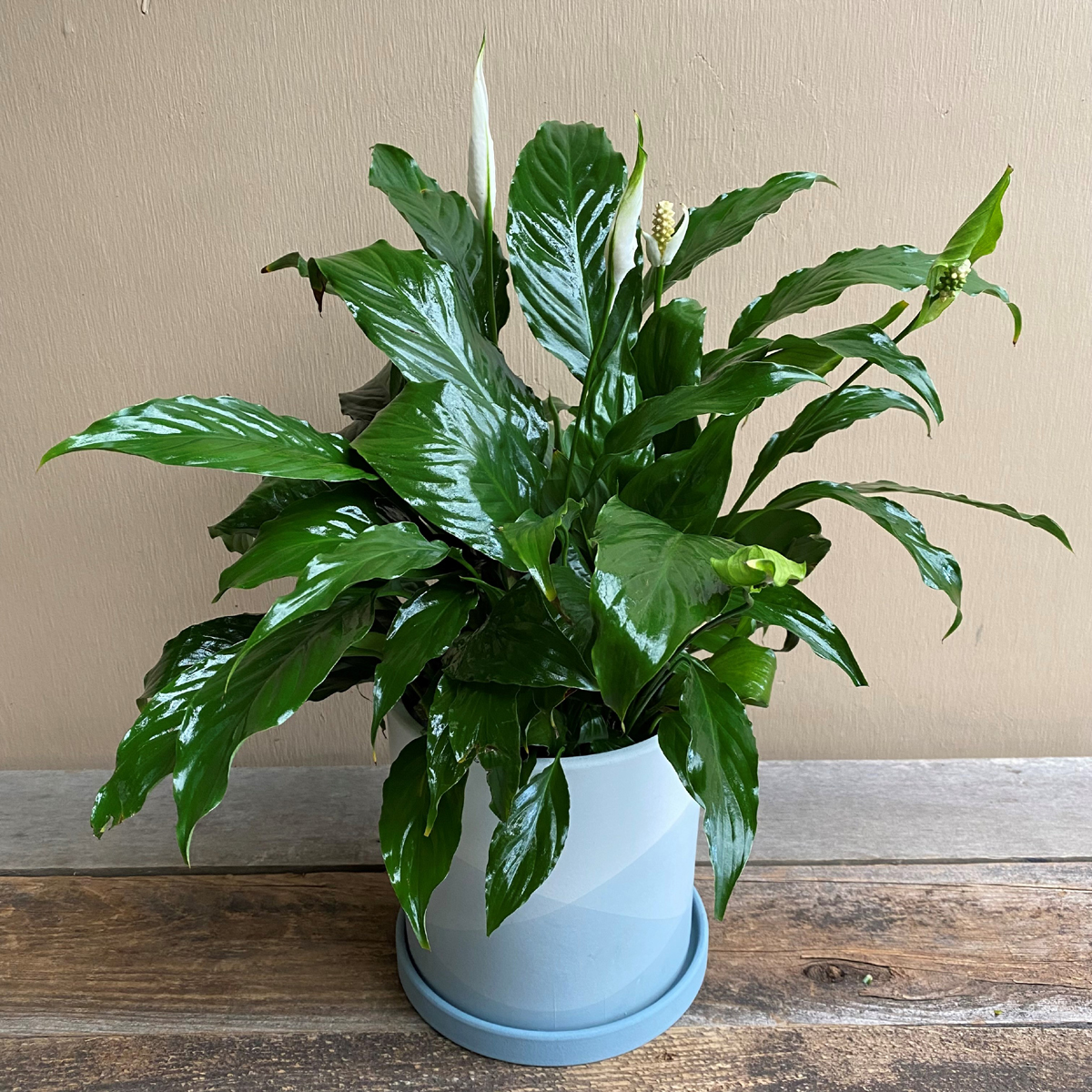 Keppel Peace Lily Keppel Peace Lily