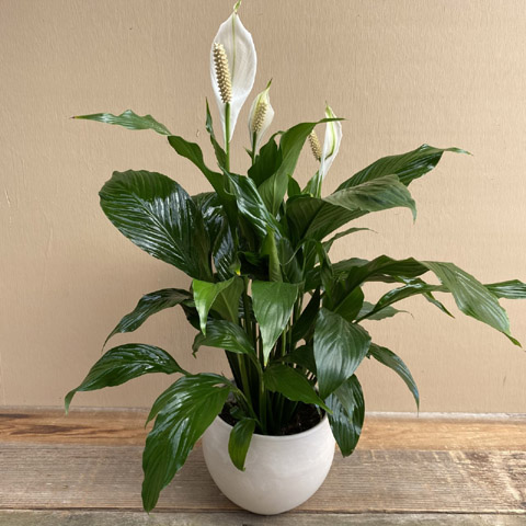 Astrid Peace Lily Astrid Peace Lily