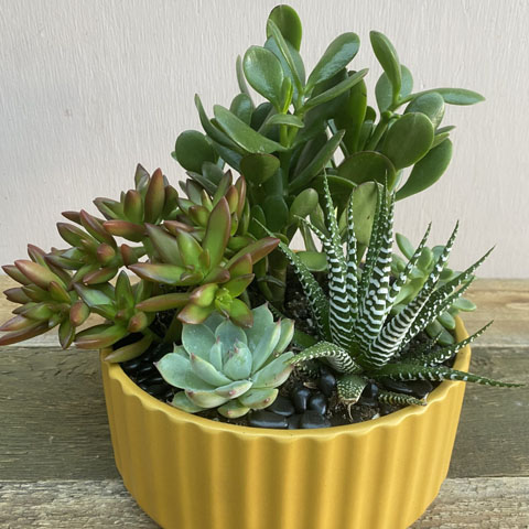 (image for) Mustard Beam Succulent Garden