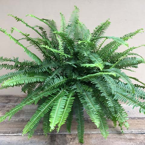 Boston Fern Boston Fern