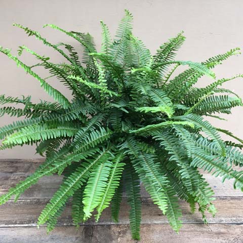 (image for) Boston Fern