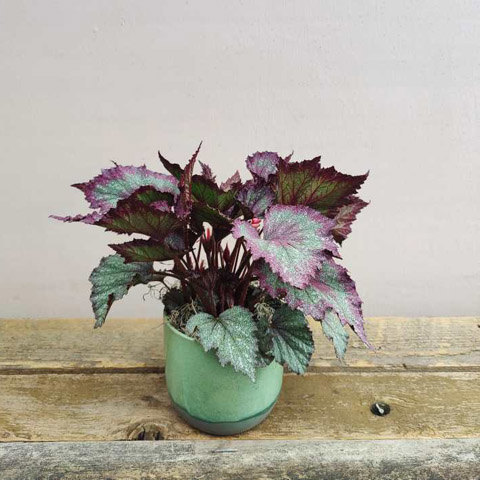 Caribe Rex Begonia