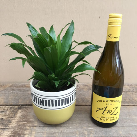 Dracaena and Pinot Gris Dracaena and Pinot Gris