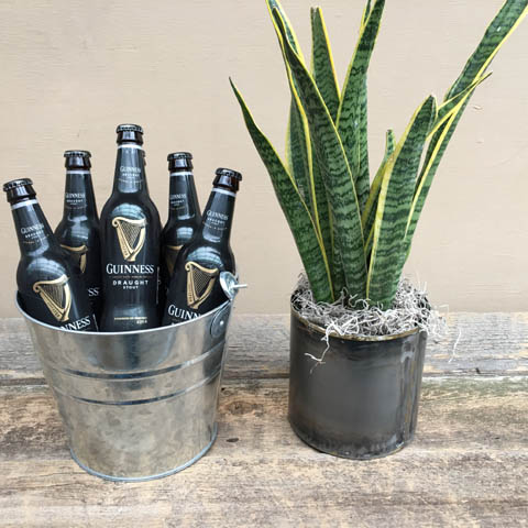 Sansevieria and Guinness Beer Sansevieria and Guinness Beer