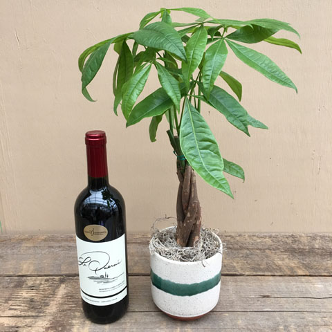 New!!! Moneytree Plant and Wine New!!! Moneytree Plant and Wine