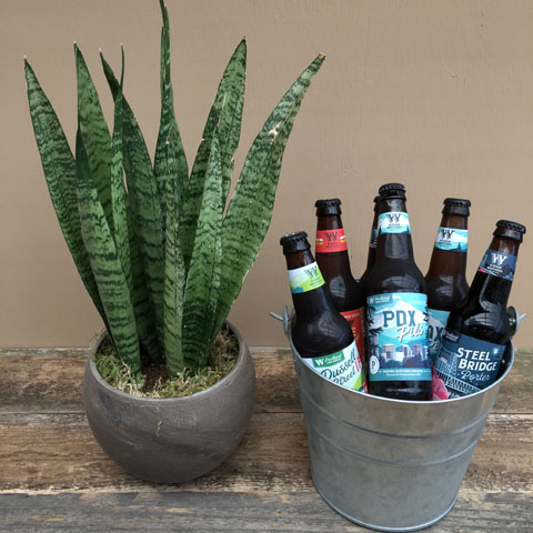 Sansevieria & Widmer Beer Sansevieria & Widmer Beer