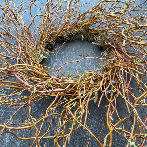 (image for) Curly Willow Wreath