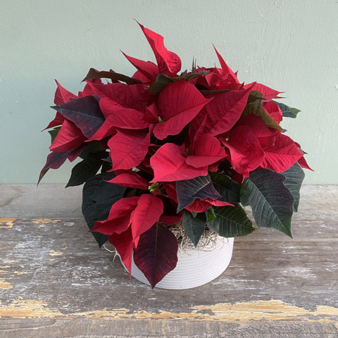 Decatur Poinsettia Garden Decatur Poinsettia Garden