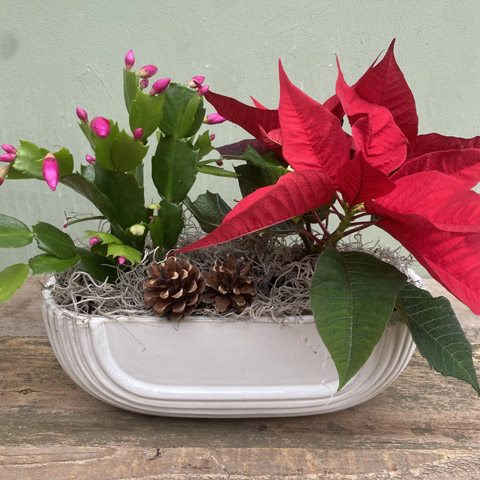 (image for) Eos Holiday Garden