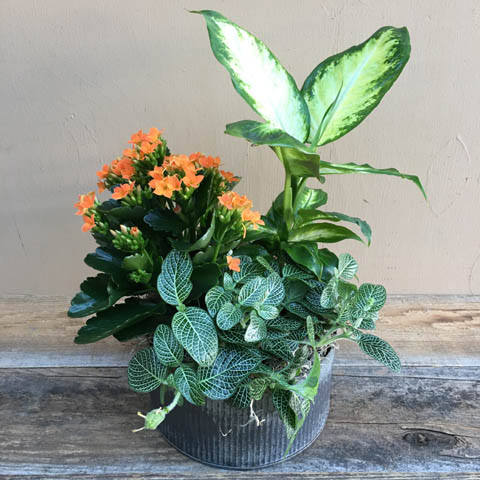 New!!! Fall Norah Garden New!!! Fall Norah Garden