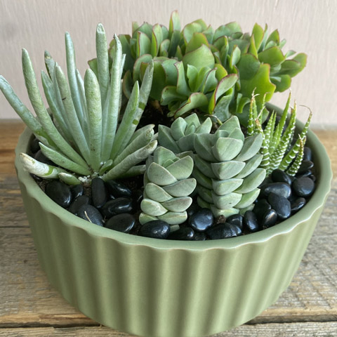 (image for) Green Beam Succulent Garden