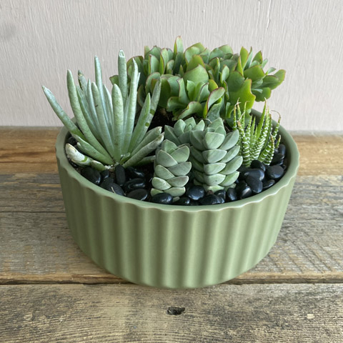 (image for) Green Beam Succulent Garden
