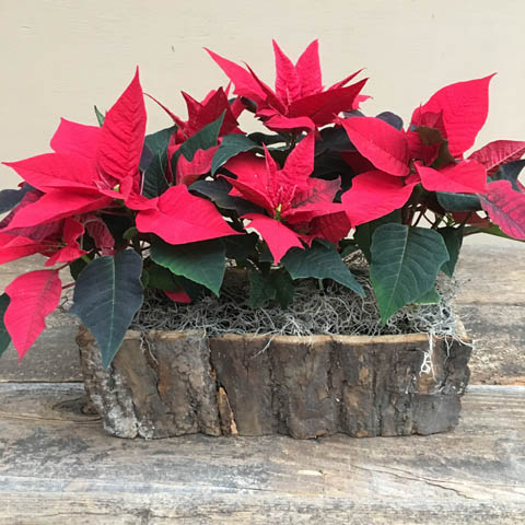 Grove Poinsettia Planter Grove Poinsettia Planter